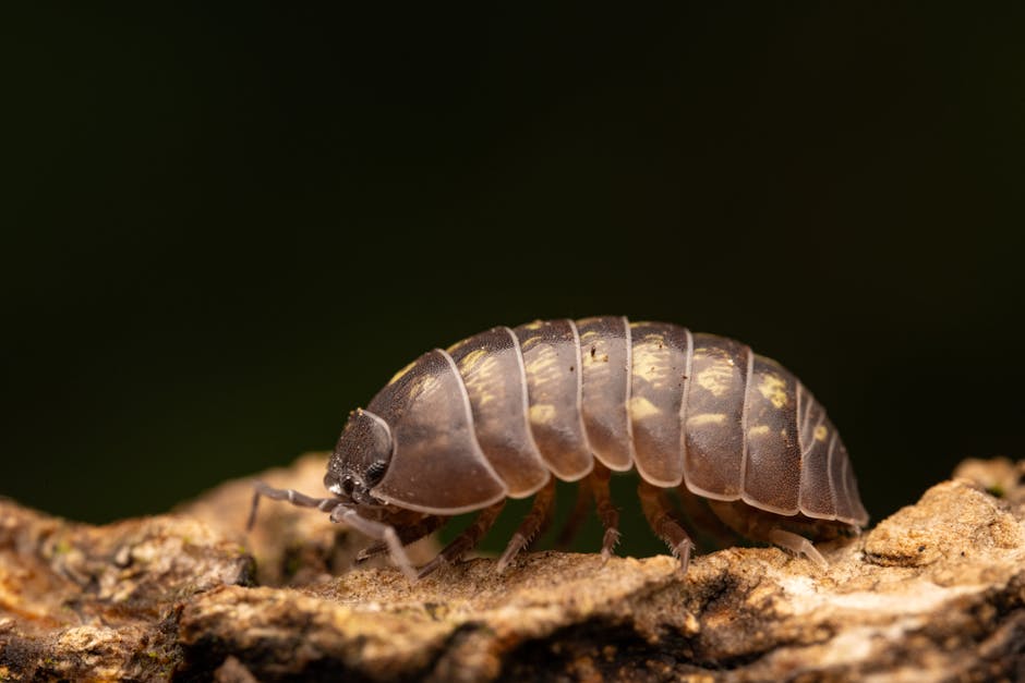 Resources 3 pill bug extermination