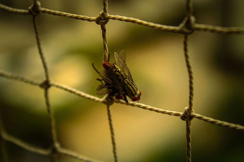 Resources 2 commercial fly control