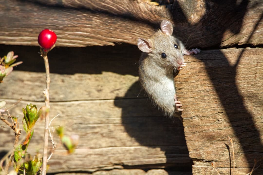 Resources 1 cost of mice pest control